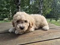 Benny, a male Cavachon for sale in Mora, MN – 3 of 3