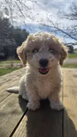 Sweety, a female Bichon Frise and Cavapoo for sale in Mora, MN – Photo 3 of 6