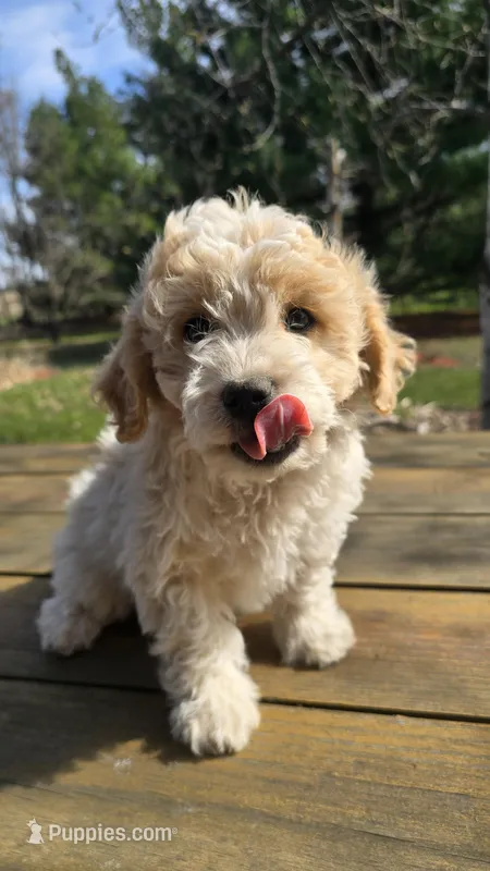 Sweety – Bichon Frise, Cavapoo puppy for sale in Mora, MN