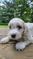 Willy, a male Bichon Frise and Cavalier King Charles Spaniel for sale in Mora, MN – Photo 2 of 3