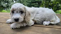 Willy, a male Bichon Frise and Cavalier King Charles Spaniel for sale in Mora, MN – Photo 1 of 3