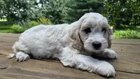 Willy, a male Bichon Frise and Cavalier King Charles Spaniel for sale in Mora, MN – Photo 3 of 3