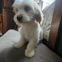 Chelse, a female Bichon Frise and Cavalier King Charles Spaniel for sale in Mora, MN – Photo 2 of 4