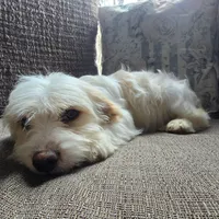 Chelse, a female Bichon Frise and Cavalier King Charles Spaniel for sale in Mora, MN – Photo 4 of 4