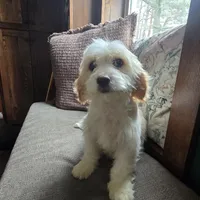 Chelse, a female Bichon Frise and Cavalier King Charles Spaniel for sale in Mora, MN – Photo 1 of 4