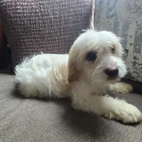 Chelse, a female Bichon Frise and Cavalier King Charles Spaniel for sale in Mora, MN – Photo 3 of 4