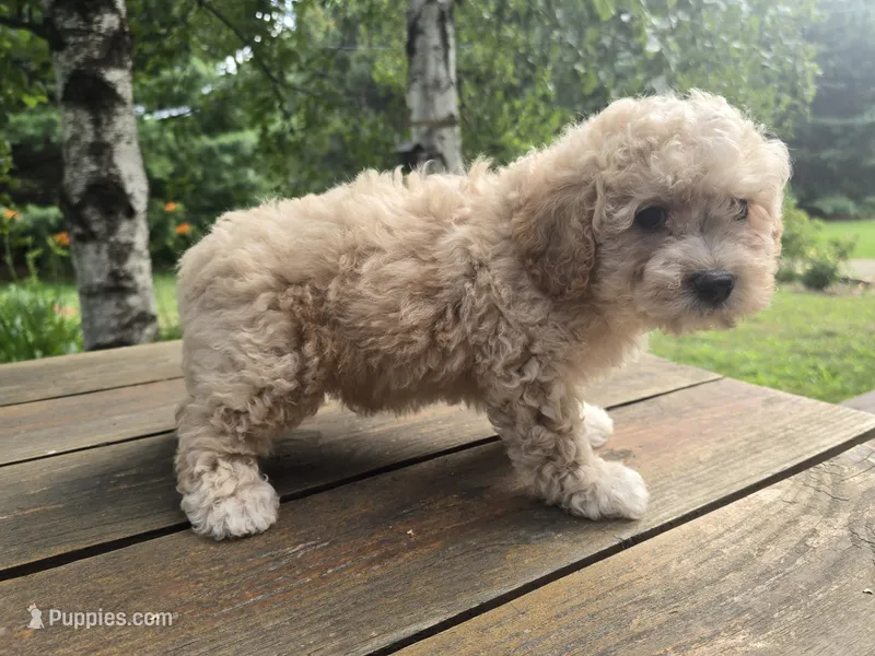 Benny – Cavachon puppy for sale in Mora, MN
