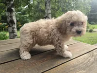Benny, a male Cavachon for sale in Mora, MN – 1 of 3