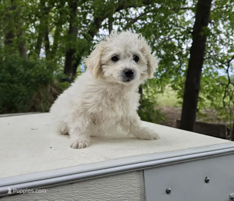 Lester, a male Bichon Frise and Cavalier King Charles Spaniel for sale in Mora, MN – Photo 1 of 5