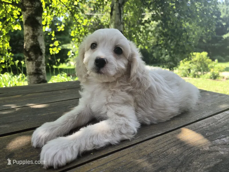 Skippy – Bichon Frise, Cavalier King Charles Spaniel puppy for sale in Mora, MN