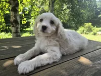 Skippy, a male Bichon Frise and Cavalier King Charles Spaniel for sale in Mora, MN – 1 of 3