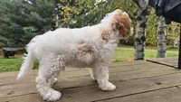 Curly, a male Bichon Frise and Cavapoo for sale in Mora, MN – 4 of 4