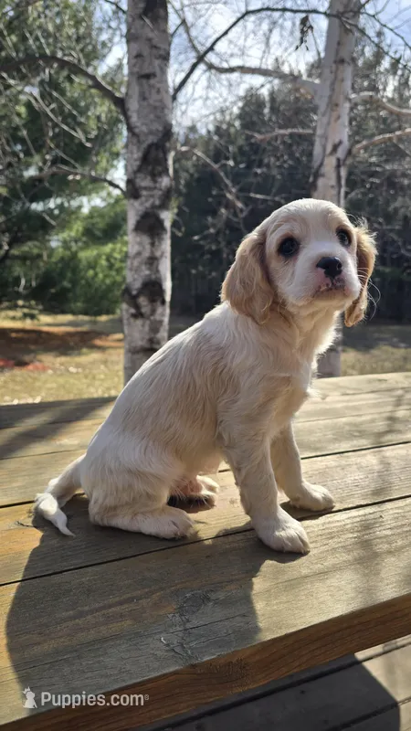 Rocky – Cavalier King Charles Spaniel, Cavachon puppy for sale in Mora, MN