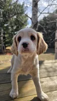 Rocky, a  Cavalier King Charles Spaniel and Cavachon for sale in Mora, MN – Photo 2 of 3