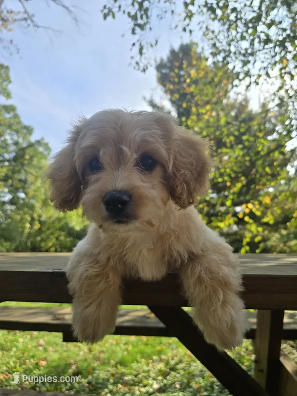 Will – Cavapoo, Cavalier King Charles Spaniel puppy for sale in Mora, MN