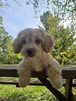 Will, a male Cavapoo and Cavalier King Charles Spaniel for sale in Mora, MN – 1 of 4