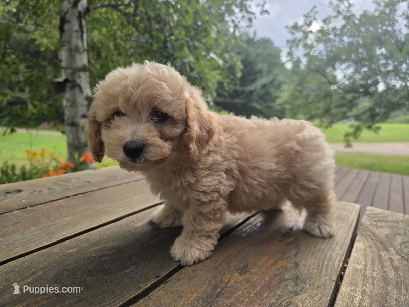 Jiffy – Cavachon puppy for sale in Mora, MN