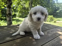 Toby, a male Bichon Frise and Cavalier King Charles Spaniel for sale in Mora, MN – 3 of 3