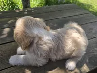 Bob, a male Bichon Frise and Cavalier King Charles Spaniel for sale in Mora, MN – 3 of 5