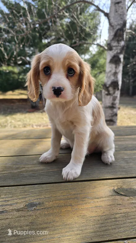 Willy – Cavalier King Charles Spaniel, Cavachon puppy for sale in Mora, MN