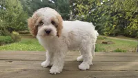 Curly, a male Bichon Frise and Cavapoo for sale in Mora, MN – 2 of 4