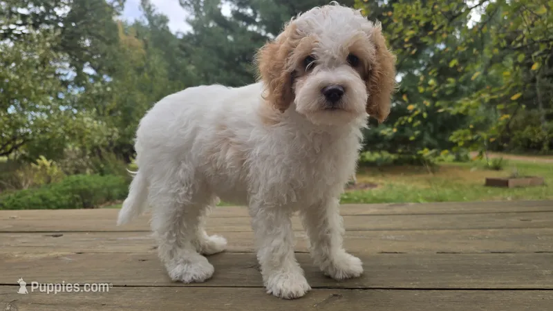 Curly – Bichon Frise, Cavapoo puppy for sale in Mora, MN