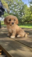 Elsie, a female Bichon Frise and Cavalier King Charles Spaniel for sale in Mora, MN – 2 of 4