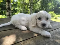 Henry, a male Bichon Frise and Cavalier King Charles Spaniel for sale in Mora, MN – 2 of 3