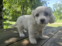 Shiela, a female Bichon Frise and Cavalier King Charles Spaniel for sale in Mora, MN – 3 of 3