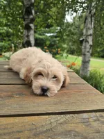 Petunia, a female Cavachon for sale in Mora, MN – 2 of 3