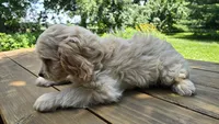 Joey, a male Bichon Frise and Cavalier King Charles Spaniel for sale in Mora, MN – Photo 2 of 4