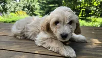 Joey, a male Bichon Frise and Cavalier King Charles Spaniel for sale in Mora, MN – Photo 1 of 4