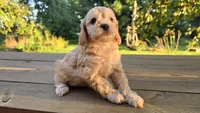 Frisk, a male Cavapoo and Cavachon for sale in Mora, MN – Photo 1 of 3