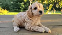 Frisk, a male Cavapoo and Cavachon for sale in Mora, MN – Photo 2 of 3