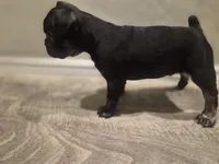 Cheeks , a male Boston Terrier and French Bulldog for sale in San Antonio, TX – Photo 3 of 6