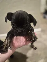 Cheeks , a male Boston Terrier and French Bulldog for sale in San Antonio, TX – Photo 5 of 6