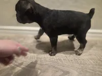 Cheeks , a male Boston Terrier and French Bulldog for sale in San Antonio, TX – Photo 2 of 6