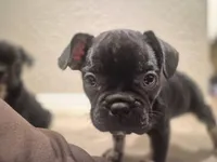 Cheeks , a male Boston Terrier and French Bulldog for sale in San Antonio, TX – Photo 4 of 6