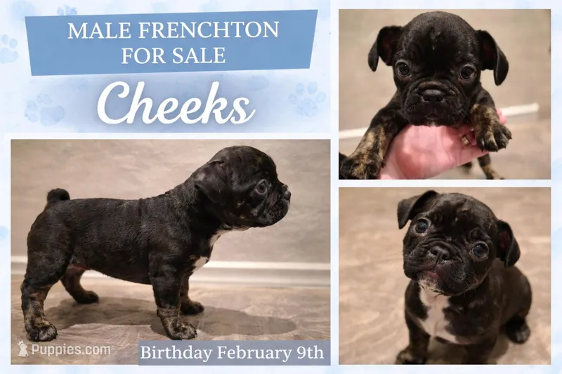 Cheeks  – Boston Terrier, French Bulldog puppy for sale in San Antonio, TX