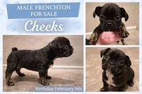 Cheeks , a male Boston Terrier and French Bulldog for sale in San Antonio, TX – Photo 1 of 6