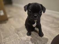 Penelope , a female Boston Terrier for sale in San Antonio, TX – Photo 4 of 6