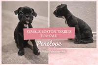 Penelope , a female Boston Terrier for sale in San Antonio, TX – Photo 1 of 6