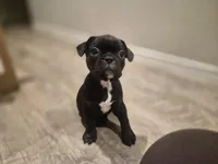 Penelope , a female Boston Terrier for sale in San Antonio, TX – Photo 2 of 6