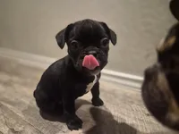 Penelope , a female Boston Terrier for sale in San Antonio, TX – Photo 5 of 6