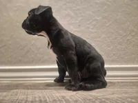 Penelope , a female Boston Terrier for sale in San Antonio, TX – Photo 6 of 6