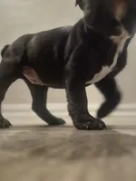 Penelope , a female Boston Terrier for sale in San Antonio, TX – Photo 3 of 6