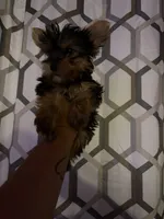Kelo jr , a male Yorkshire Terrier for sale in Columbia, MO – 2 of 8