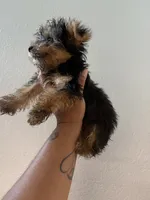 Kelo jr , a male Yorkshire Terrier for sale in Columbia, MO – 8 of 8