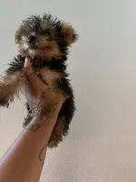 Kelo jr , a male Yorkshire Terrier for sale in Columbia, MO – 4 of 8