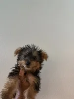 Kelo jr , a male Yorkshire Terrier for sale in Columbia, MO – 5 of 8
